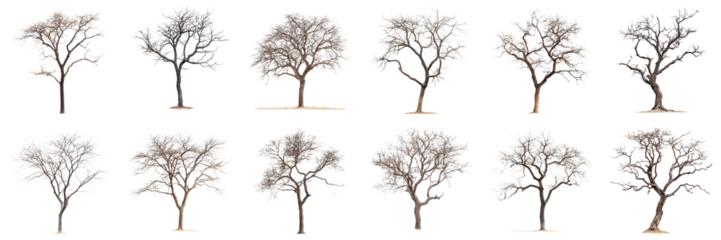 Diverse Collection of Bare Trees in Various Shapes and Forms for Natural Landscape Illustrations. Large Multiple Plant and Nature Collection Set Isolated on Transparent Background
