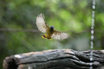 The Golden-headed Bulbul or Black-headed Bulbul lives naturally in Thailand.