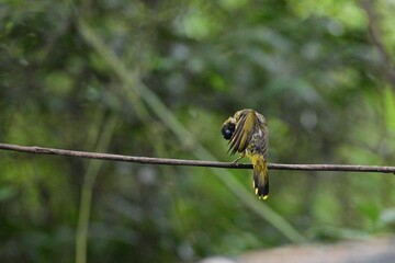 The Golden-headed Bulbul or Black-headed Bulbul lives naturally in Thailand.