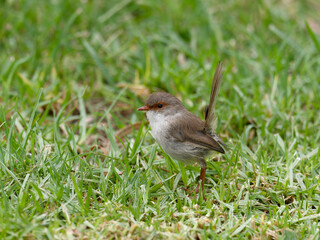 Female Superb Fairywren (Malurus cyaneus) standing on green grass lawn.