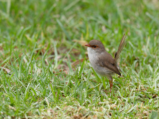 Female Superb Fairywren (Malurus cyaneus) standing on green grass lawn.