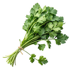 fresh bunch of organic cilantro leaves png fresh cilantro bunch png herb leaves png green garnish png organic coriander png transparent background image