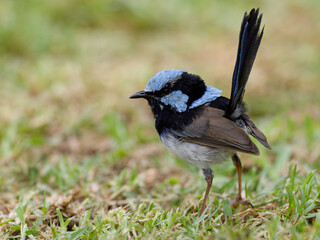 Male Superb Fairywren (Malurus cyaneus) standing on green grass lawn