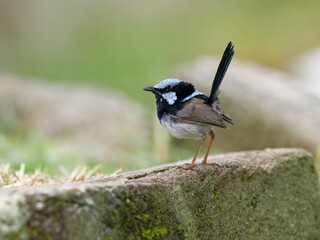 Male Superb Fairywren (Malurus cyaneus) standing on a brick paver in garden with bokeh background