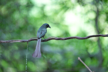 The crow lives naturally in Thailand.