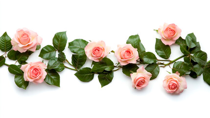 Fototapeta premium A white background with pink roses and green leaves on the right side