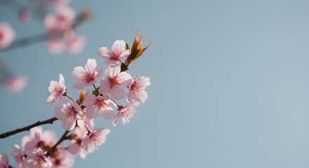 Serene Pink Cherry Blossoms Against a Clear Blue Sky