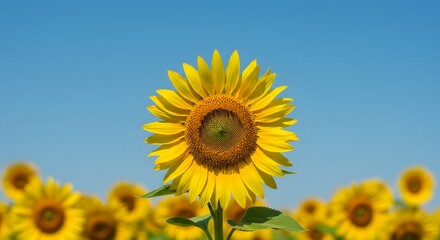 Fototapeta premium Vibrant Sunflower in a Sunny Field A Stunning Summer Image