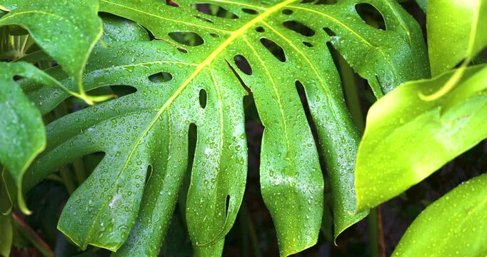 Giant monstera tropical rainforest plant with dew drop nature background