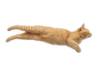 Sweet orange tabby cat lying on side creating a heartwarming image full of softness and joy