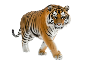 Majestic tiger showcases strength while walking boldly across a pure white studio background