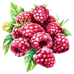 Beautiful watercolor design of fresh raspberries isolated on white background perfect for artistic projects
