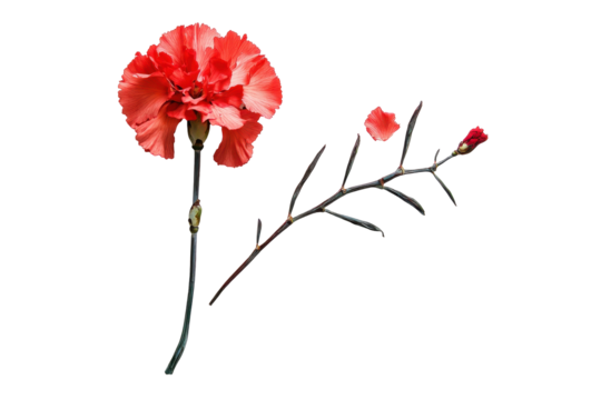 Pressed carnation flower isolated on white background adds natural beauty and elegance to creative works