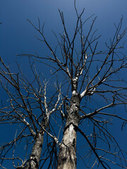 Photographic documentation of tree skeleton towards blue sky