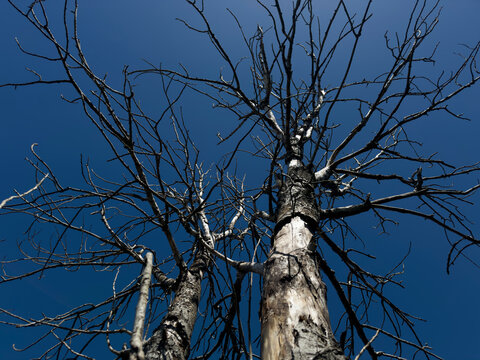 Photographic documentation of tree skeleton towards blue sky