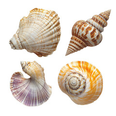 Exotic beach seashell collection on white background showcasing diverse patterns and textures, Exotic Beach Seashells on white background