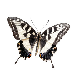 Naklejka premium Melanargia galathea butterfly resting on a Transparent background showcasing detailed wing patterns, Melanargia galathea butterfly, isolated on PNG background