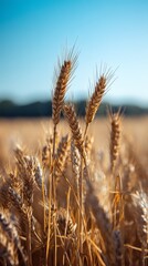 Fototapeta premium Golden wheat field under clear blue sky at sunset with blurred background view