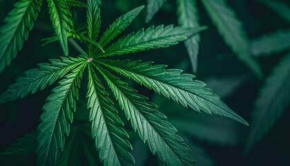 Obraz premium marijuana leaves cannabis plants a beautiful background