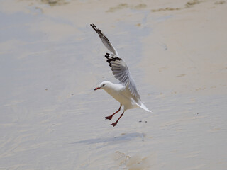 Silver Gull (Chroicocephalus novaehollandiae) coming into land on the shore,