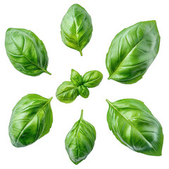 Fototapeta premium collection of fresh green basil leaves arranged aesthetically on a white background. emphasizing their vibrant color and texture this presentation highlights the herb's culinary appeal and freshness.