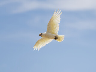 Little Corella (Cacatua sanguinea) in flight with blue sky and clouds in background