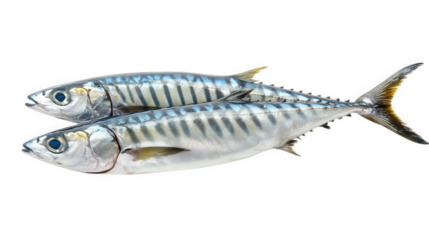 two fresh mackerel fish. showcasing their shiny scales and distinctive striped patterns they are positioned side by side. emphasizing their sleek bodies and vibrant colors. typical of this popular sea