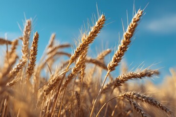 Fototapeta premium Ripe golden wheat ears in a field against clear blue sky in summer agriculture