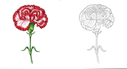 Elegant Carnation Duo: This image unveils the detailed beauty of a Carnation. a vibrant color illustration along with its grayscale counterpart.