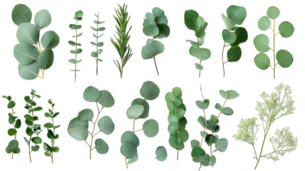 collection of various green leaves and stems arranged artistically the leaves vary in shape and size. showcasing different types of foliage. ideal for use in design. decoration. or botanical studies