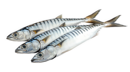 three whole mackerel fish. arranged neatly on a white background their shiny scales and distinct striped patterns are visible. showcasing their freshness culinary contexts. particularly for seafood re