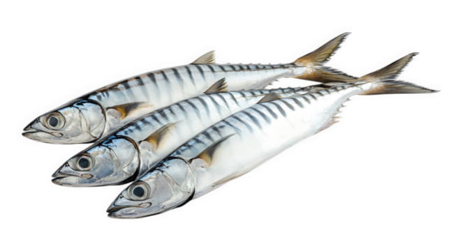 three whole mackerel fish. arranged neatly on a white background their shiny scales and distinct striped patterns are visible. showcasing their freshness culinary contexts. particularly for seafood re