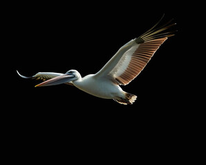 a pelican in mid-flight over the ocean. The bird is prominently featured in the center, with its wings fully extended, showcasing a mix of brown and white feathers