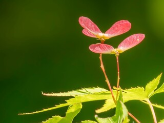 モミジの新緑。かわいい小さなプロペラのような形をした種のクローズアップ。