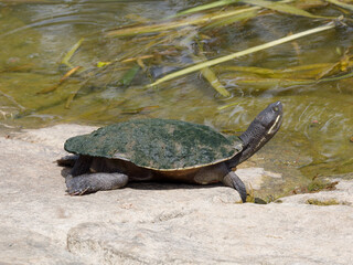 Obraz premium Murray turtle (Emydura macquarii ssp. macquarii) warming up on the rocky bank of dam.
