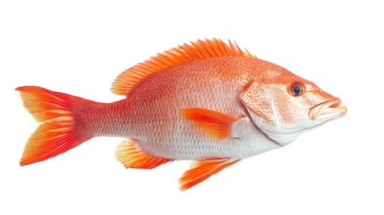 vibrant orange fish with distinct fins and a streamlined body. showcasing its aquatic beauty the fish is depicted against a plain white background. emphasizing its colors and details. making it suitab