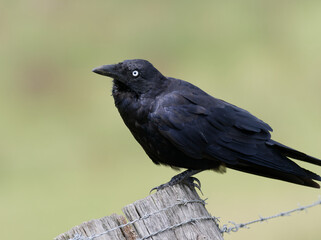 Australian Raven or Crow (Corvus coronoides) perched on a crooked fence post with barbed wire and bokeh background