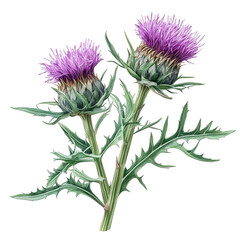detailed illustration of two thistle flowers. showcasing their vibrant purple blooms and spiky green leaves this botanical depiction emphasizes the natural beauty and intricate structure of the plant.
