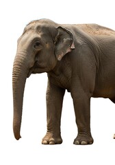 Naklejka premium Standing Elephant Isolated on White Background Side View