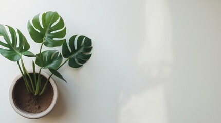 Wall-Mounted Plant on White Background