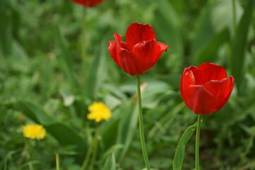 Obraz premium red and yellow tulips
