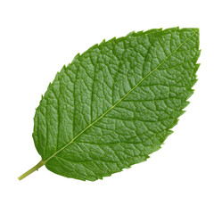 Fresh mint leaf on a clean Transparent background showcasing its vibrant color and texture in natural light, Mint leaf White background