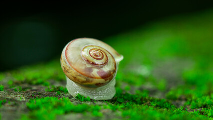 close up photo of snail © yufamamiks