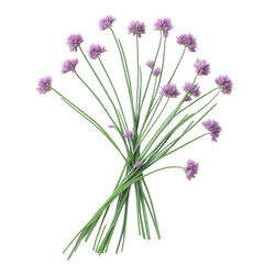 Naklejka premium a vibrant arrangement of purple chive flowers with long green stems. showcasing their delicate beauty against a white background the aesthetic appeal of edible plants. making it suitable for culinary