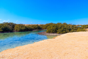 Mangrove trees in Ras Mohammed national park, Sinai peninsula in Egypt