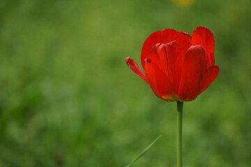red poppy flower