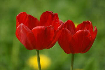 Obraz premium red and yellow tulips