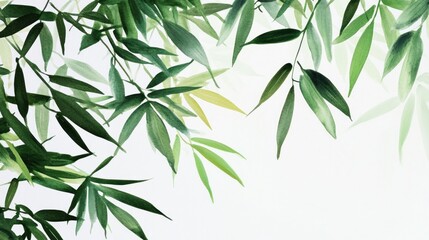 Obraz premium Lush bamboo leaves on white background