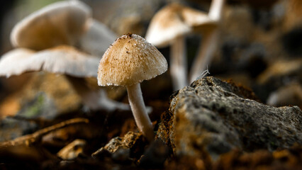 close up photo of mushroom