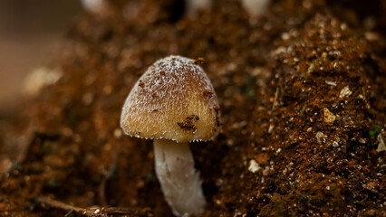 close up photo of mushroom